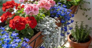 Z czym łączyć pelargonie? Najlepsze kompozycje na balkon i do ogrodu