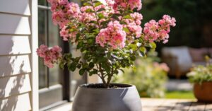 Lagerstroemia: uprawa w Polsce – poradnik udanej hodowli w ogrodzie