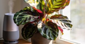Calathea zasychanie brzegów liści: jak uratować roślinę?