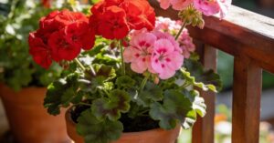 Choroby pelargonii: zdjęcia i przewodnik po najczęstszych objawach