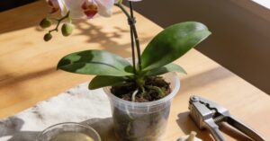 Czosnek do storczyków: Naturalna ochrona i wzmocnienie roślin