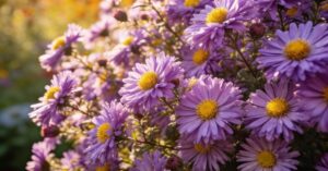 Aster krzaczasty – kompleksowy przewodnik po uprawie i pielęgnacji