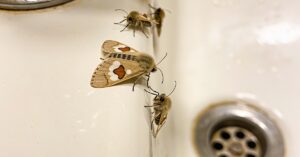 Ćmianki w łazience: jak zwalczać te małe muszki domowymi sposobami?