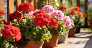 Kiedy kwitną pelargonie? Poradnik uprawy i pielęgnacji na balkon