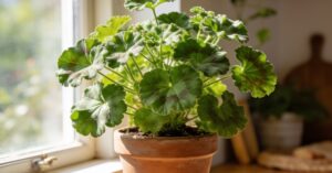 Kwiat anginka jak pielęgnować, by geranium i pelargonia zdrowo rosły
